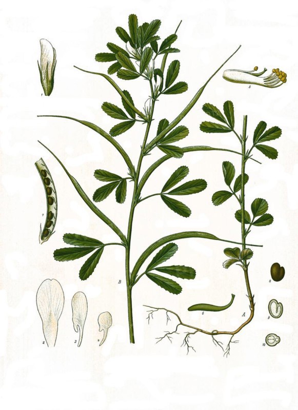 Medicinal plant