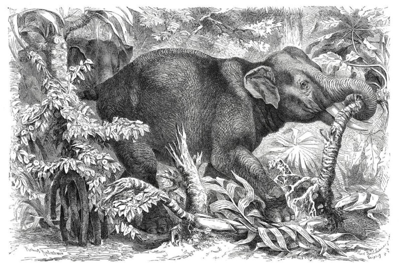 Indian Elephant
