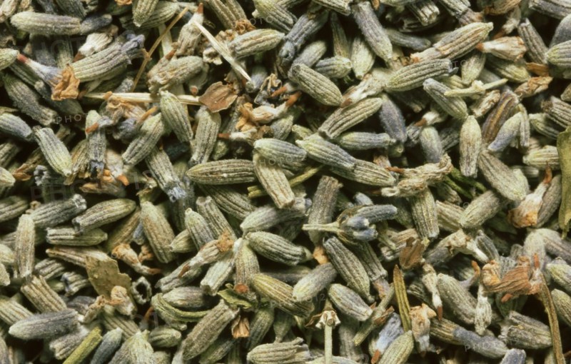 Dried lavender flowers