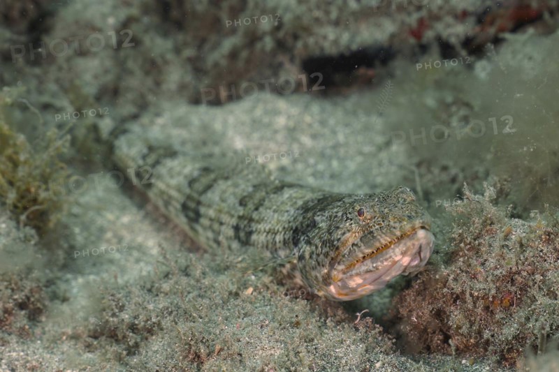 Atlantic lizardfish