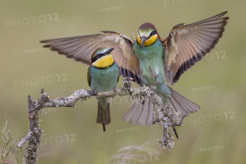 European bee-eater