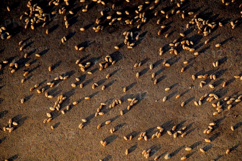 Lots of yellow wheat grains on a stone surface on the view