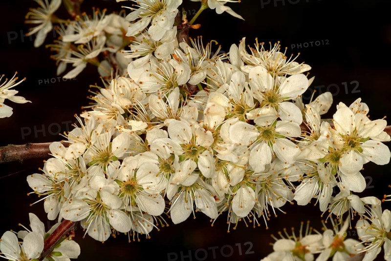 Medicinal plant Sloe