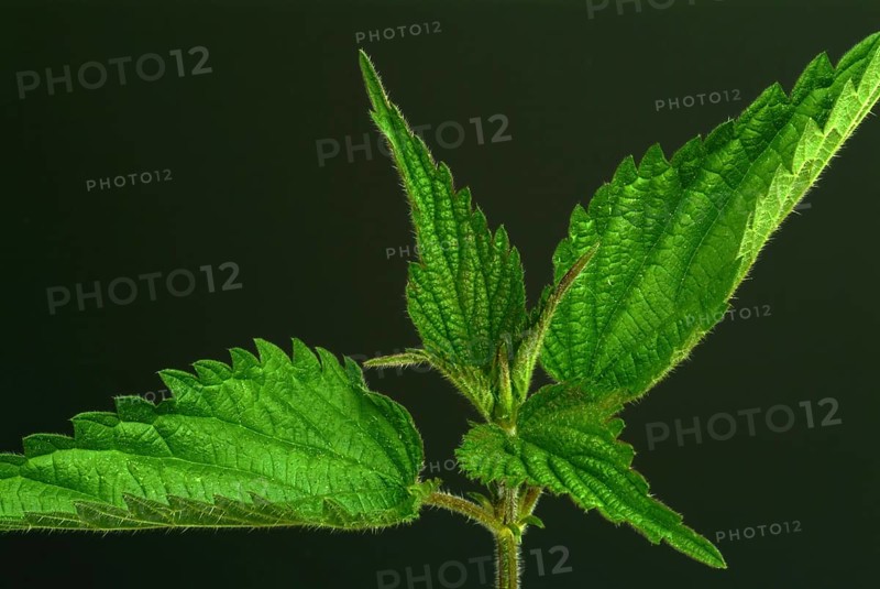 Medicinal plant stinging nettle