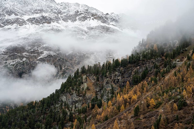 Autumn larch forest in Val Morteratsch
