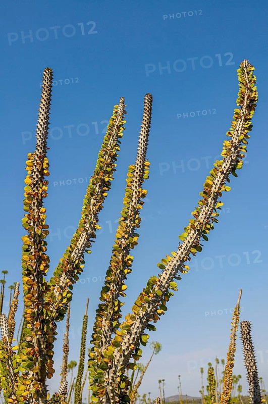 Madagascar spiny forests