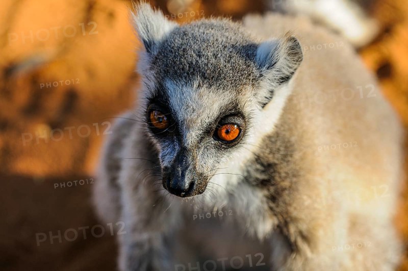 Ring-tailed Lemur