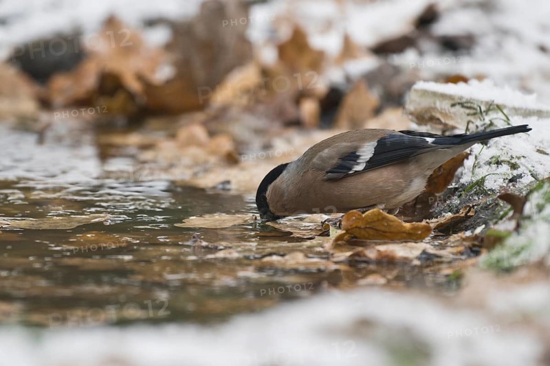 Eurasian bullfinch