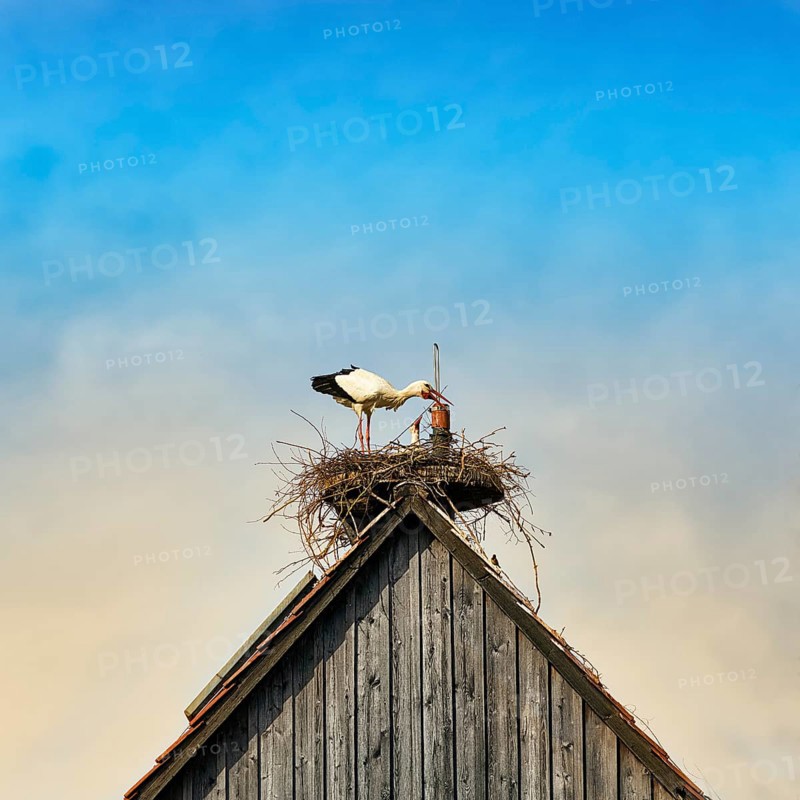 White storks