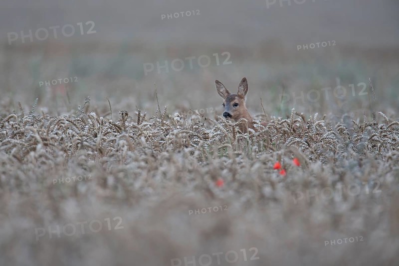 Roe deer