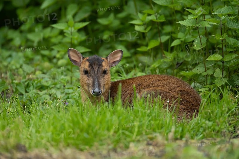 Muntjac