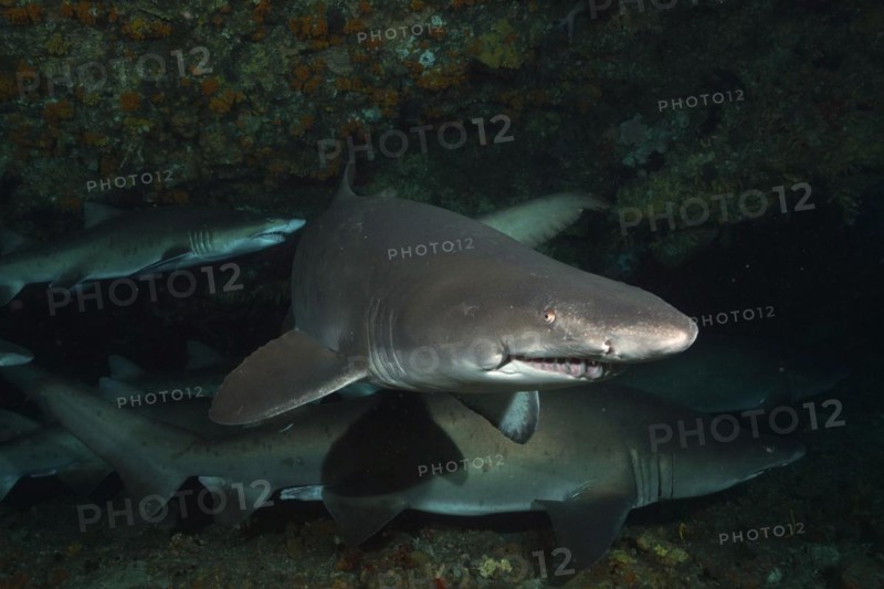 Several sand tiger sharks