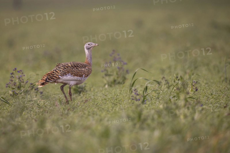 Great bustard