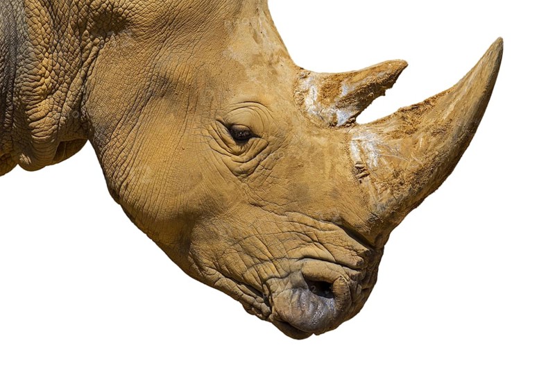 African white rhino