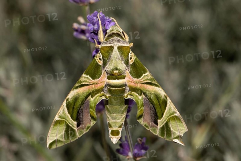 Oleander moth moth with closed wings hanging on purple flower from behind