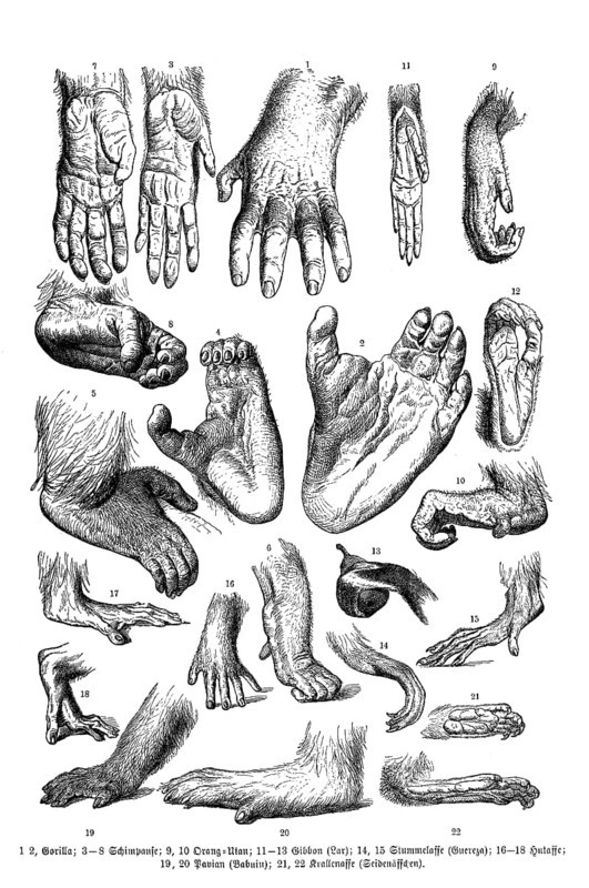 Hand and foot of different apes. 1