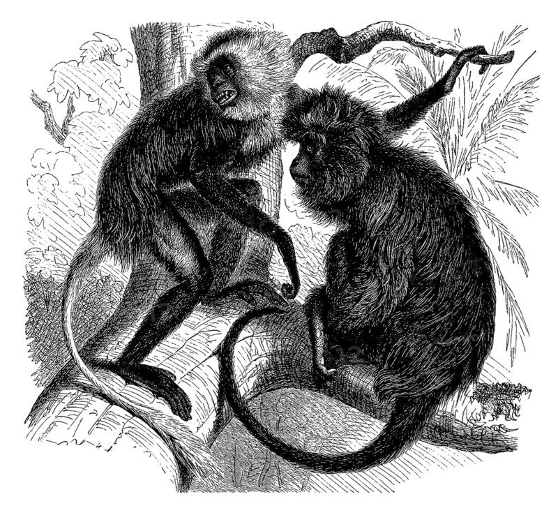 White king colobus