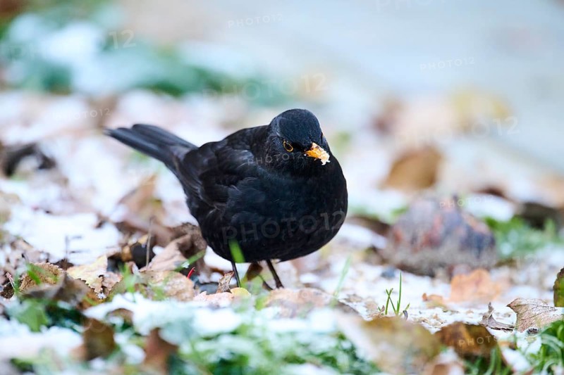 Common blackbird