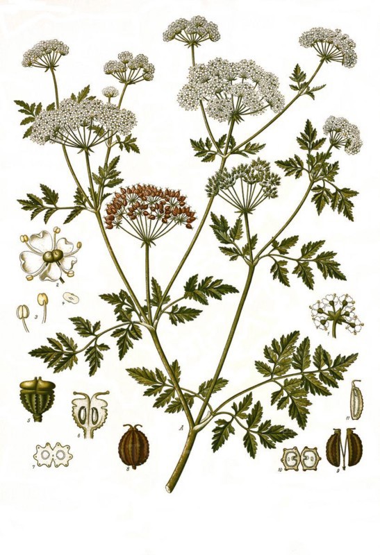 Medicinal plant