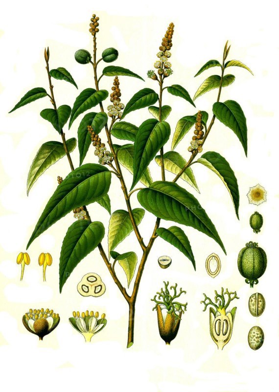 Medicinal plant