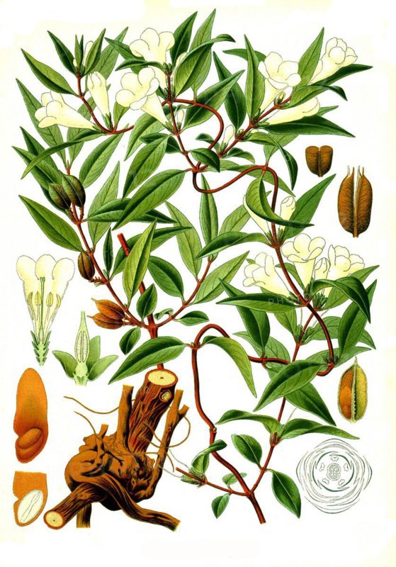 Medicinal plant