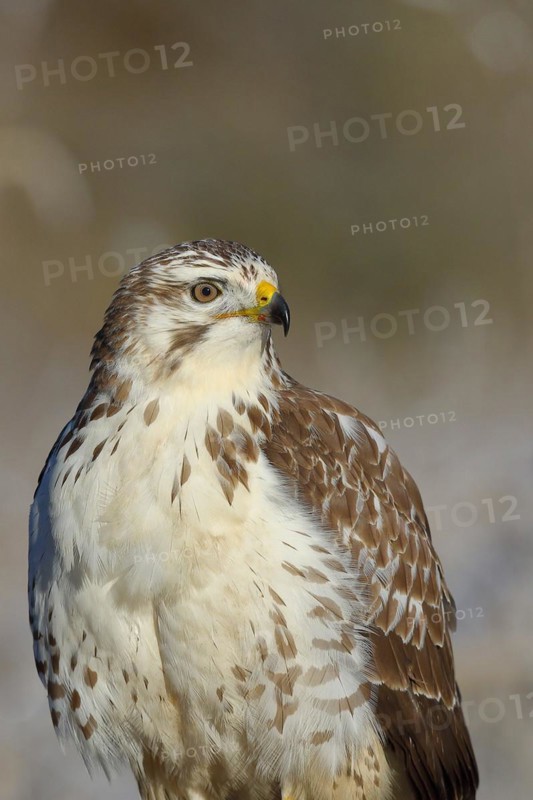 Steppe buzzard