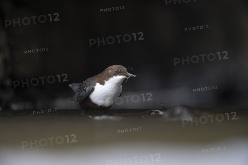 White-breasted dipper