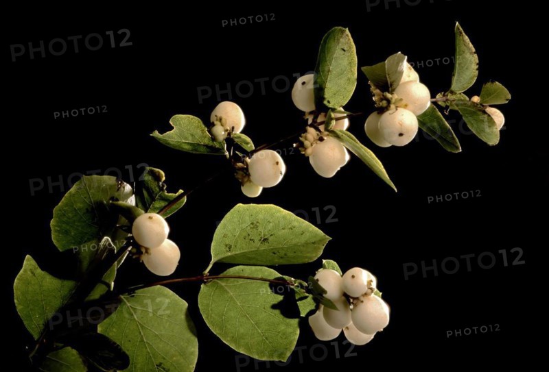 European mistletoe