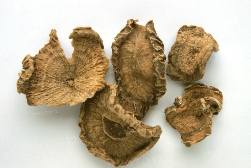 Medicinal plant