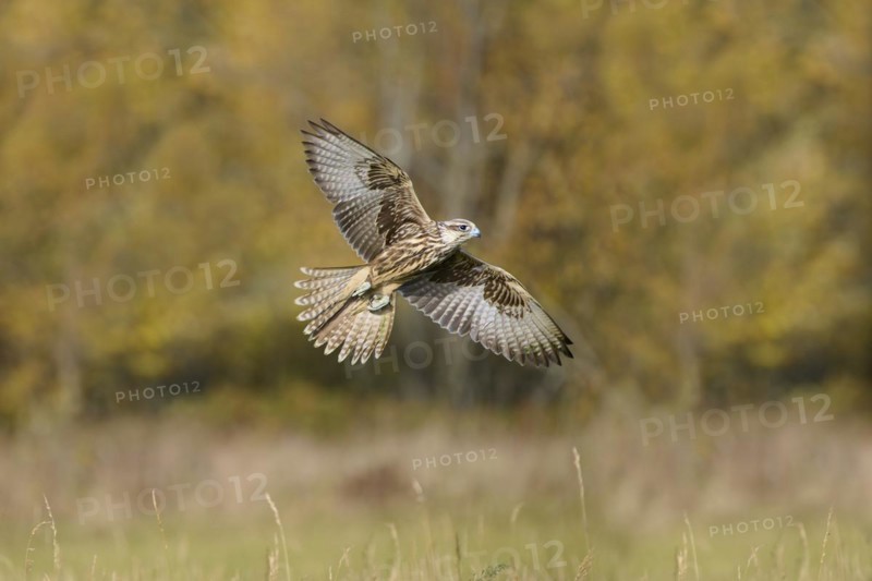 Saker falcon