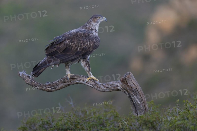 Bonellis eagle