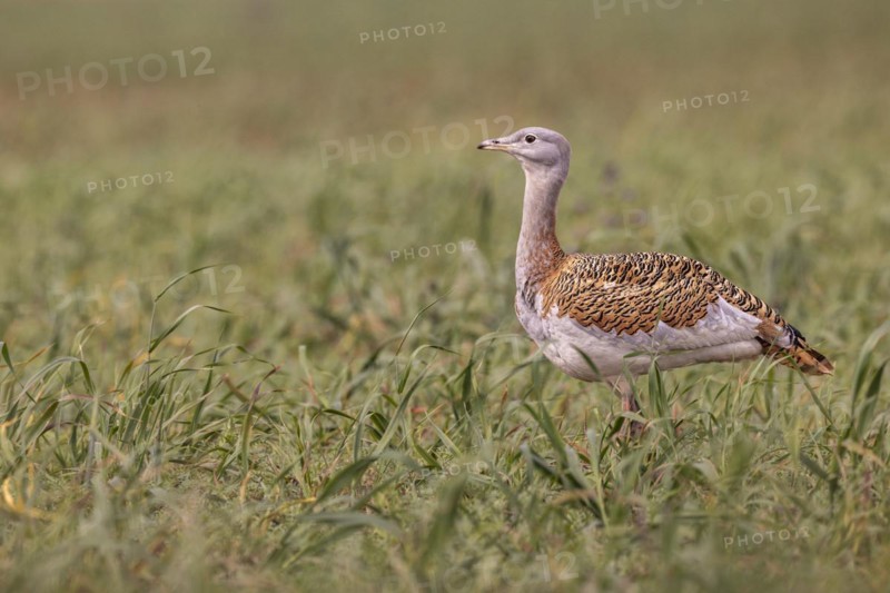Great bustard