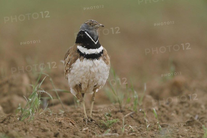 Little Bustard