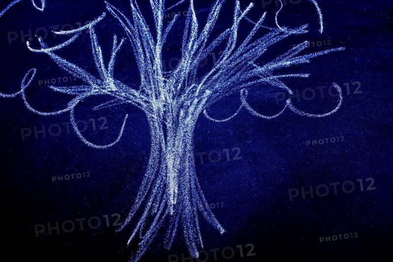 Hand drawing of tree with chalk on a blackboard