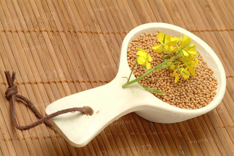 Medicinal plant White mustard