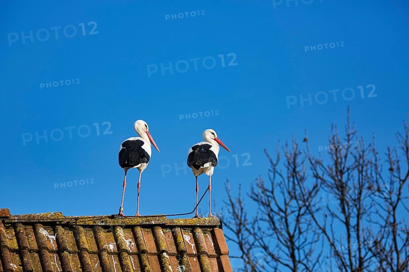 White storks