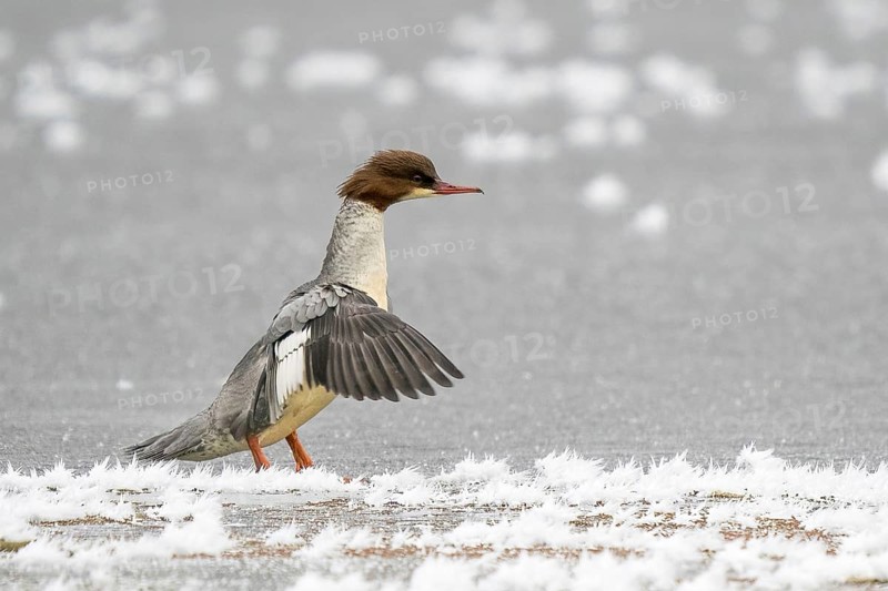 Common merganser