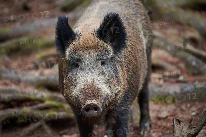 Portrait of a Central European boar