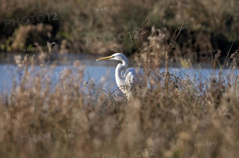 Great egret