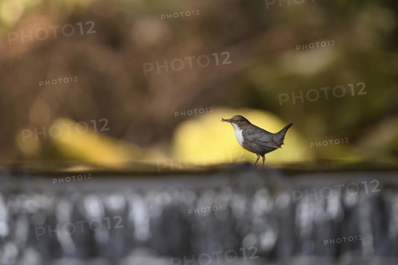 White-breasted dipper