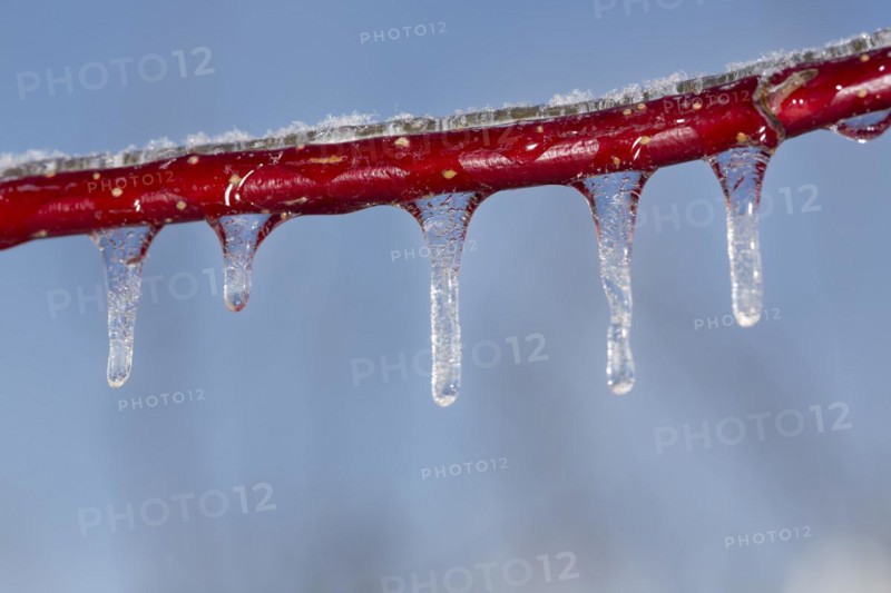 Red dogwood covered with ice after freezing rain