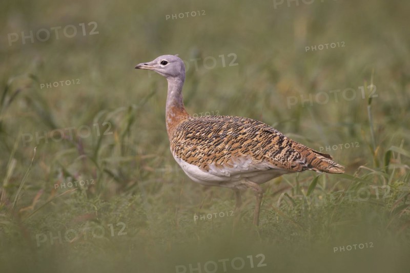 Great bustard