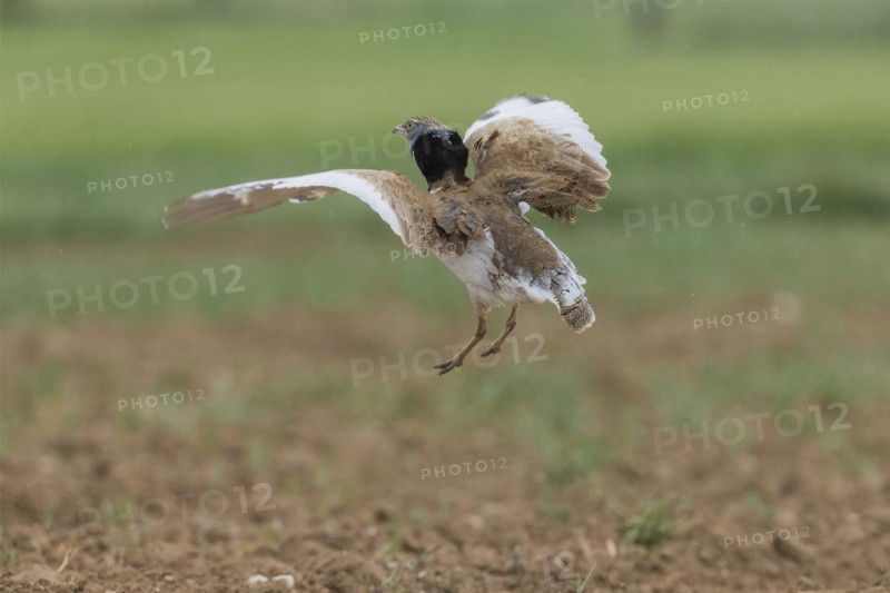 Little Bustard