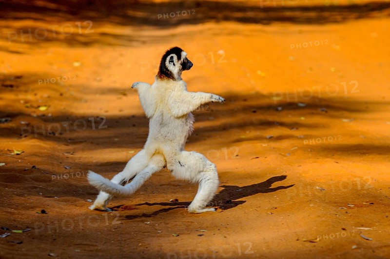 Dancing Leaping verreauxi lemur