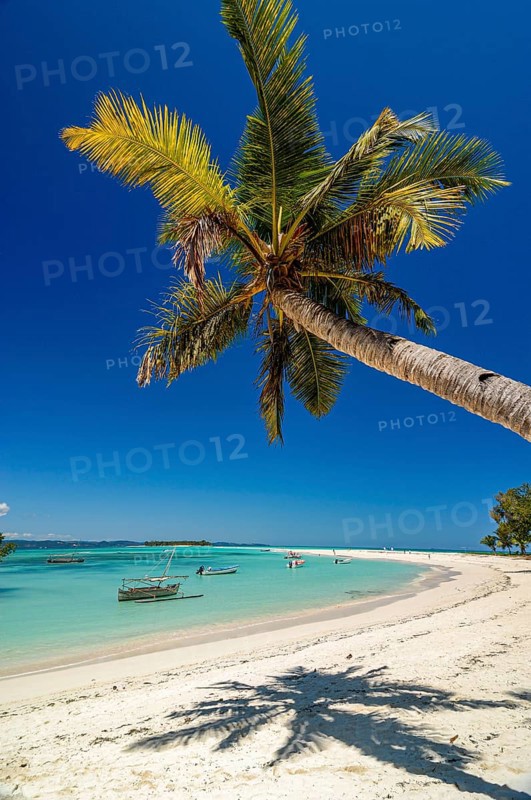 Palm tree on a beautiful white sand beach