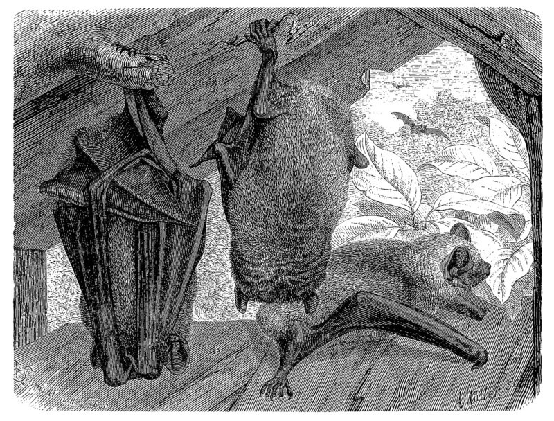 Noctule bat