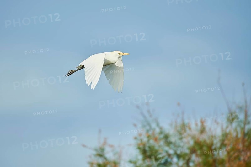 Cattle egret