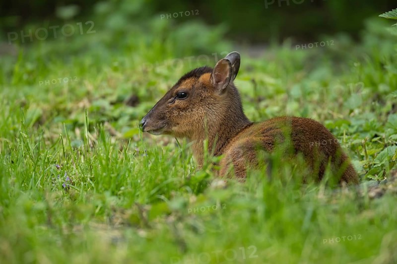 Muntjac