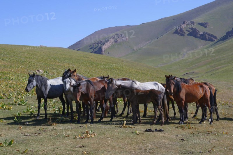 Horses running in the steppe near Song Kol Lake