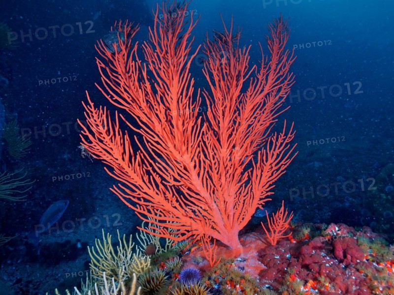 Red plamate sea fan